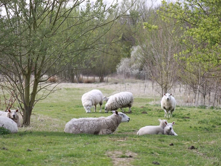 Sheep Care and Medication