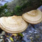 medicinal mushrooms